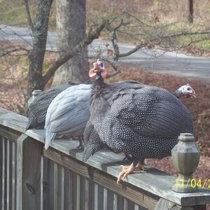 Meet your Posher, Paula